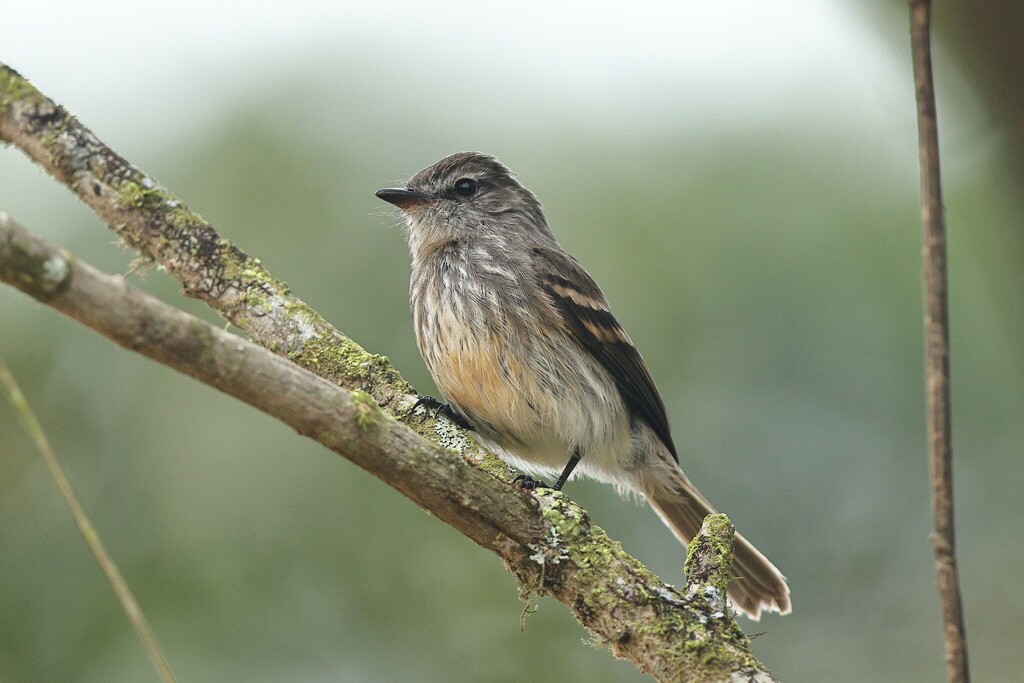 Mouse-gray Flycatcher photo