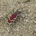 Blowout Tiger Beetle - Photo (c) Eric R. Eaton, all rights reserved, uploaded by Eric R. Eaton