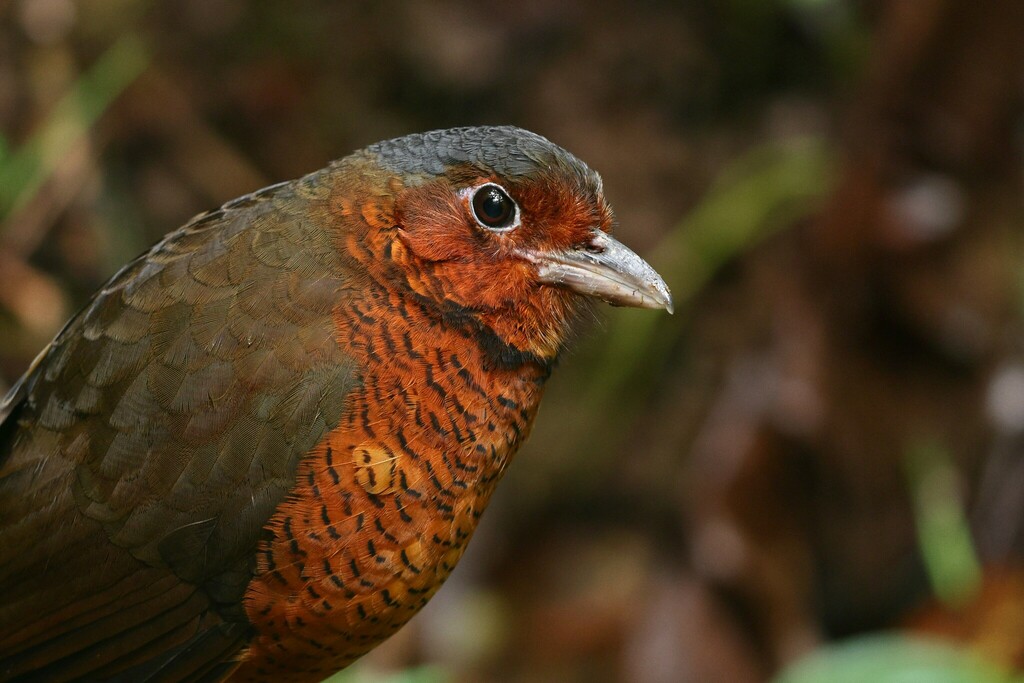 Giant Antpitta photo