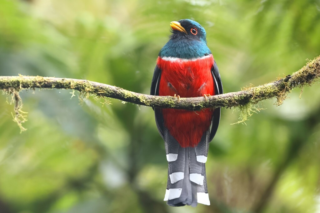 Masked Trogon photo
