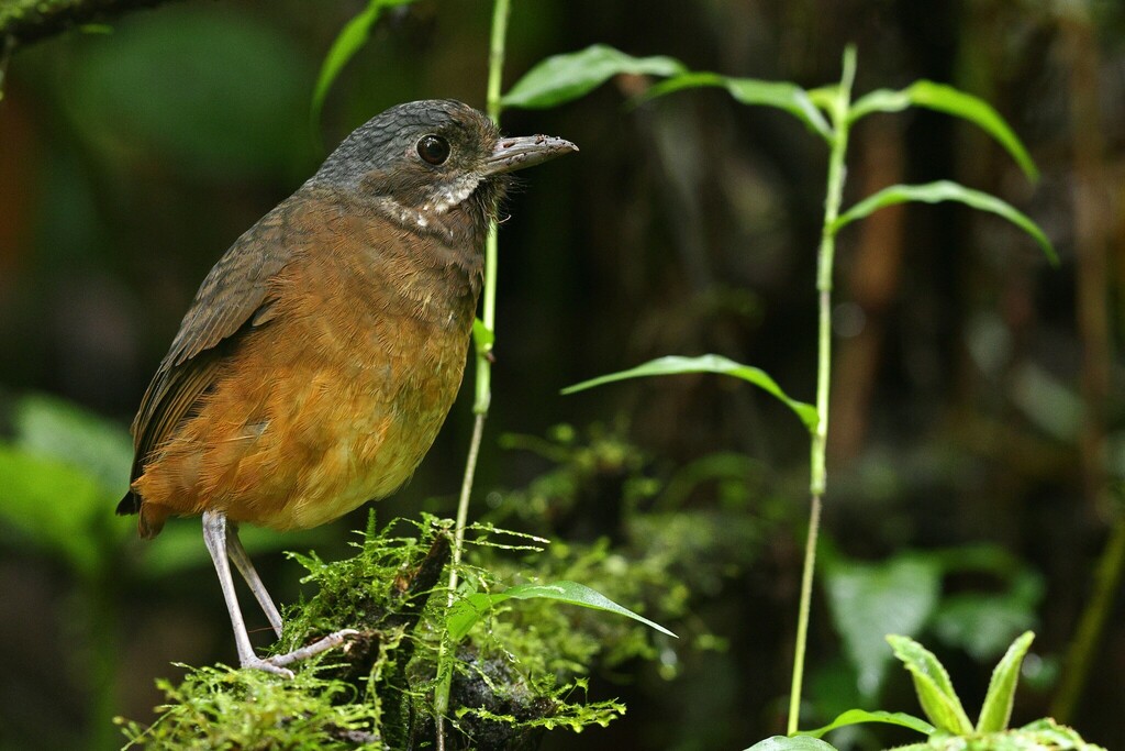 Moustached Antpitta photo