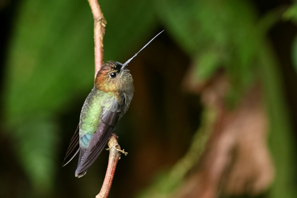 Green-fronted Lancebill photo
