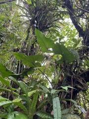 Philodendron squamicaule image