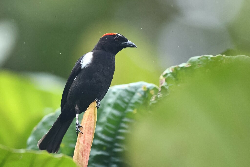 Scarlet-browed Tanager photo