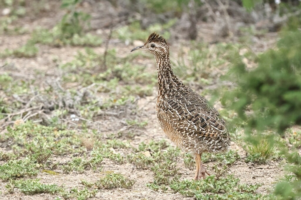 Curve-billed Tinamou (Nothoprocta curvirostris) photo