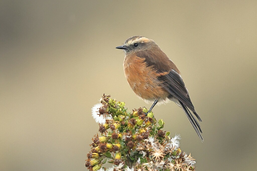 Brown-backed Chat-Tyrant photo