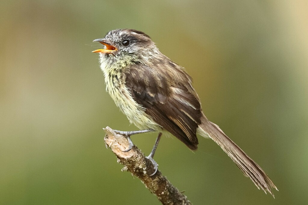 Agile Tit-Tyrant (Uromyias agilis) photo