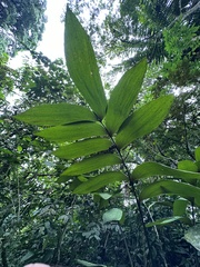 STRI Research Portal - Zamia imperialis