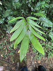 alocasia lauterbachiana variegata Alocasia Lauterbachiana Variegata  never enough plants