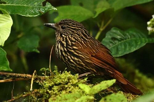 Flammulated Treehunter