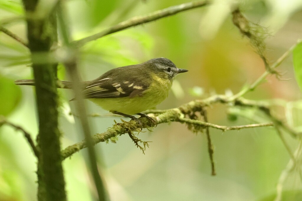 Sulphur-bellied Tyrannulet (Mecocerculus minor) photo