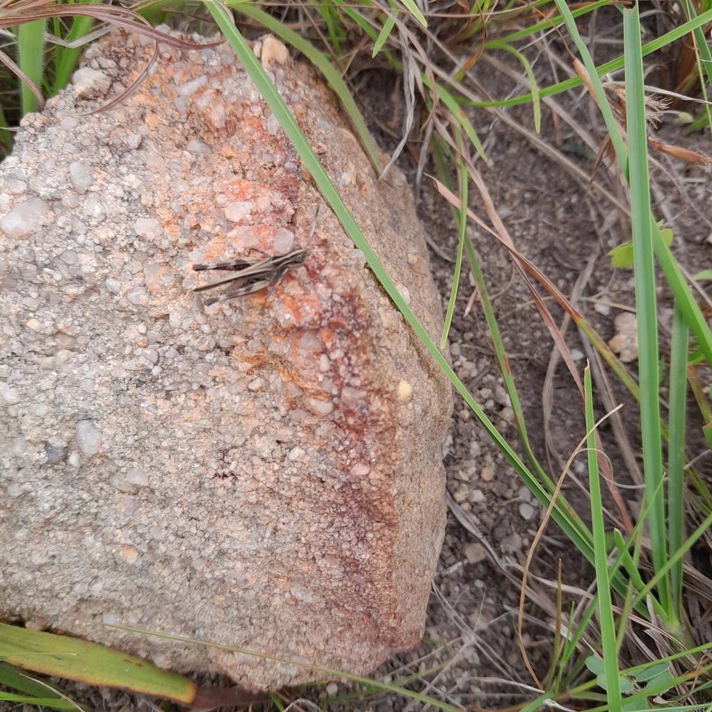 Grasshoppers Crickets And Katydids From Mbizana South Africa On November At Am