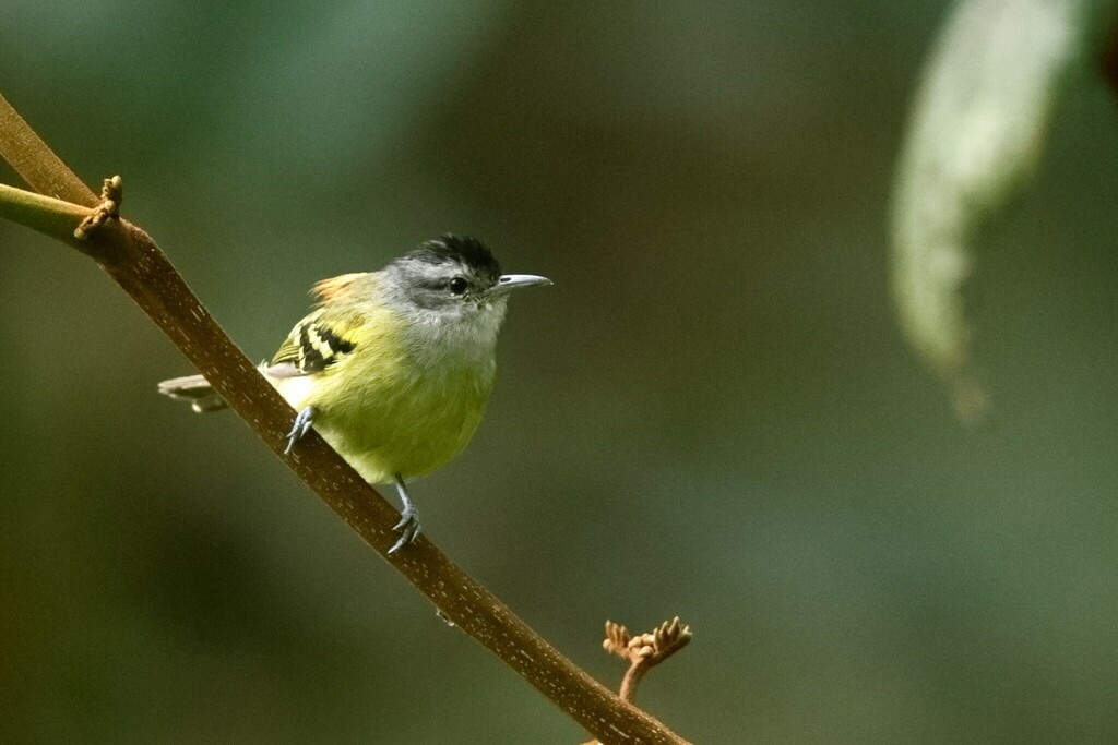 Rufous-rumped Antwren photo
