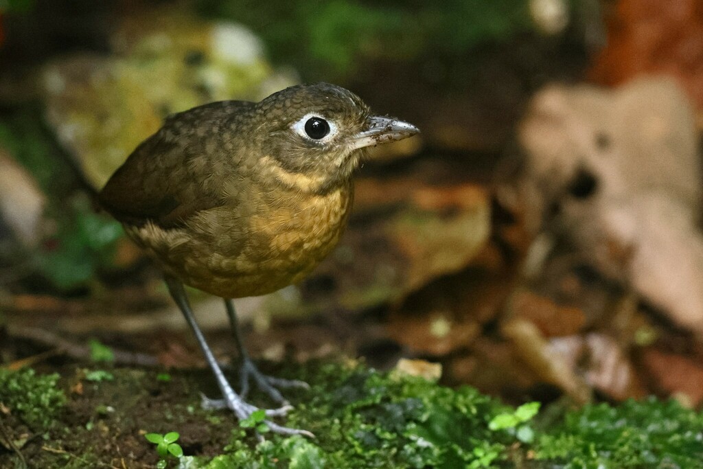 Plain-backed Antpitta photo