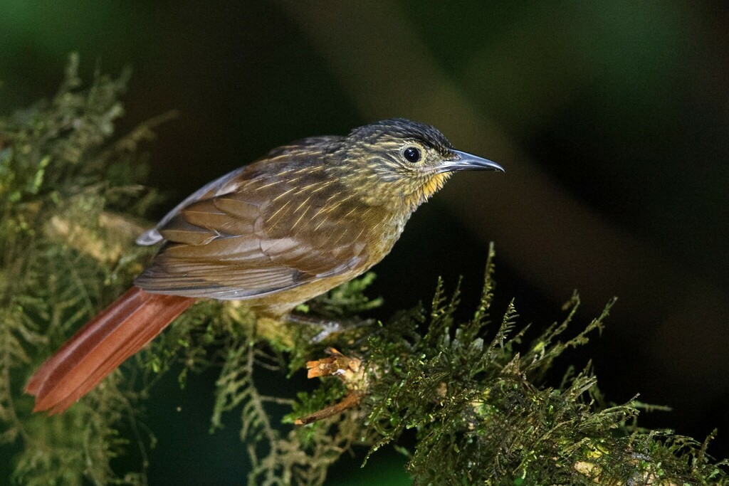 Black-billed Treehunter photo