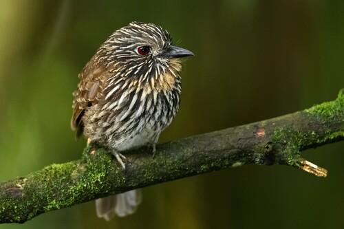 Black-streaked Puffbird