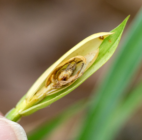 Carex latebracteata Waterf.