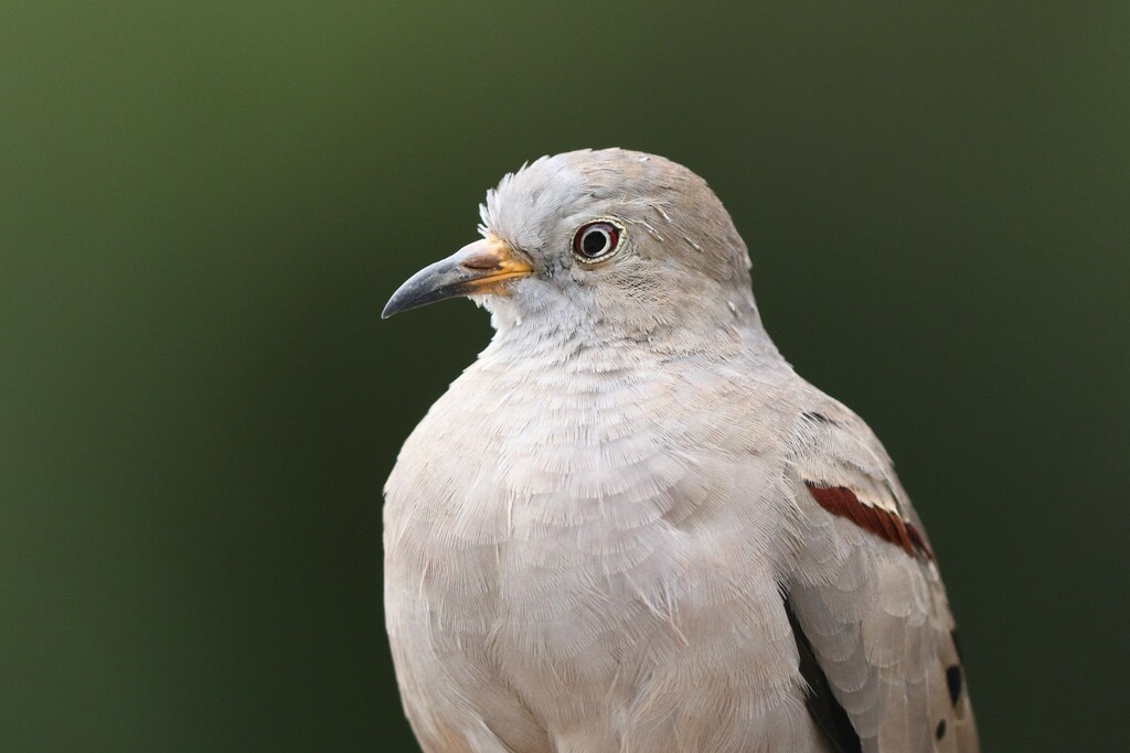 Croaking Ground Dove photo