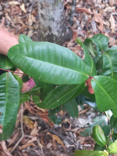 Syzygium pendulinum
