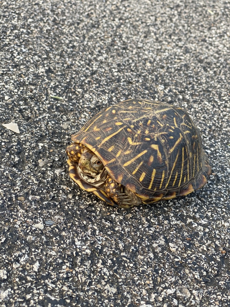 Plains Box Turtle in August 2023 by Wesley Ocampo · iNaturalist