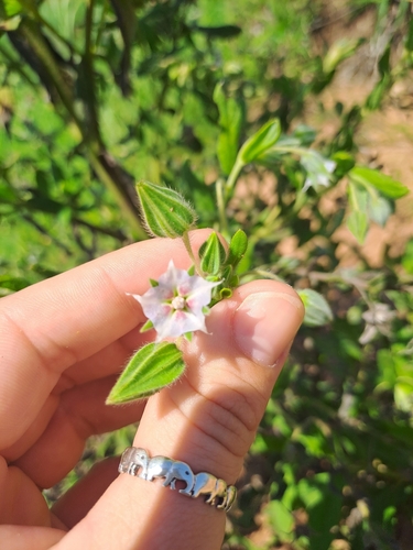 camel bush
