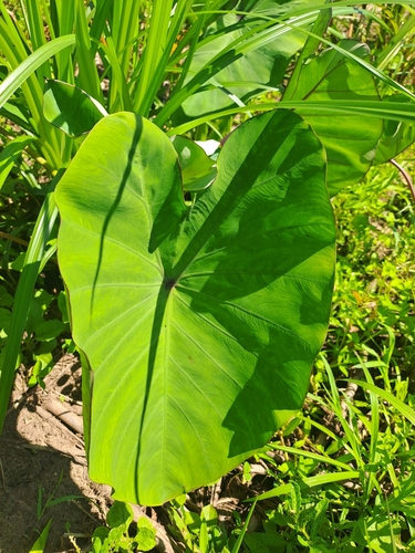 Taro