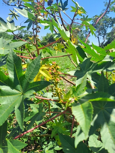 castor bean