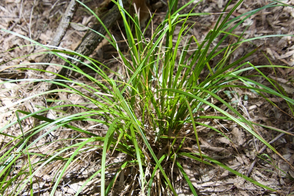 sedges from Gold Coast QLD, Australia on November 24, 2023 at 02:14 PM ...