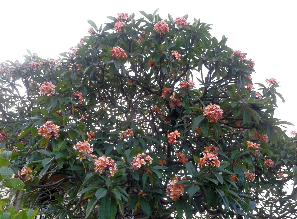 Mexican Plumeria from Brisbane QLD, Australia on November 25, 2013 at ...