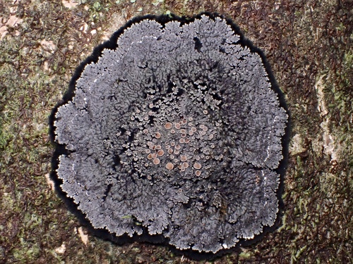 Lepidocollema marianum