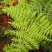 Southern Bracken - Photo (c) Audrey Weyer, all rights reserved, uploaded by Audrey Weyer