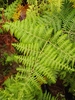 Southern Bracken - Photo (c) Audrey Weyer, all rights reserved, uploaded by Audrey Weyer