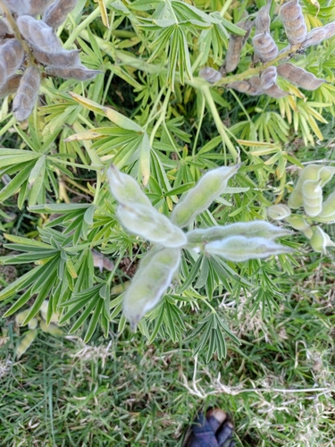 Lupinus princei