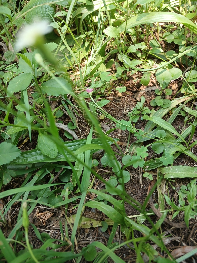 African Lettuce from Garsfontein, Pretoria, 0042, South Africa on