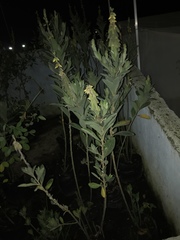 Image of Acacia longifolia