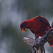 Cardinal Lory - Photo (c) Rand Rudland, all rights reserved, uploaded by Rand Rudland