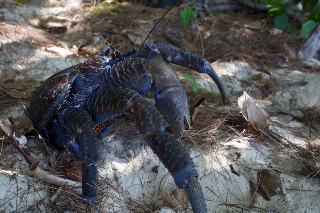 Rand Rudland Coconut Crab in October 2015 by Rand Rudland · iNaturalist