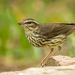 Northern Waterthrush - Photo (c) Kyle Blaney, all rights reserved, uploaded by Kyle Blaney