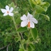 Hibiscus flavifolius - Photo (c) Bakari Plants (Bakari Garise), all rights reserved, uploaded by Bakari Plants (Bakari Garise)