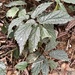 Begonia cucphuongensis - Photo (c) Spades Arachnids, todos los derechos reservados, subido por Spades Arachnids