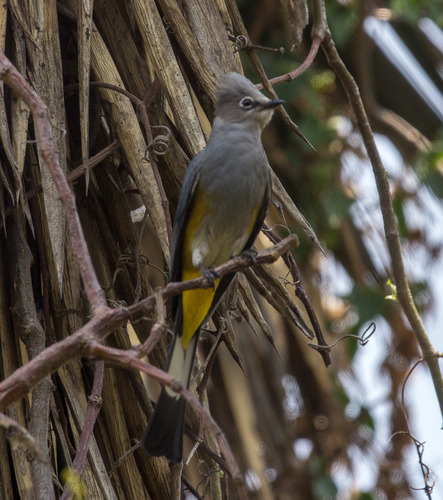 Gray Silky-flycatcher