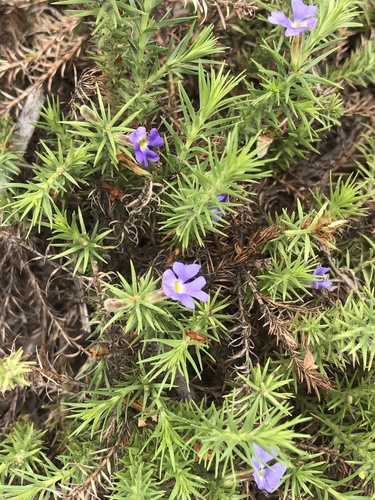 Genus Chodaphyton  iNaturalist