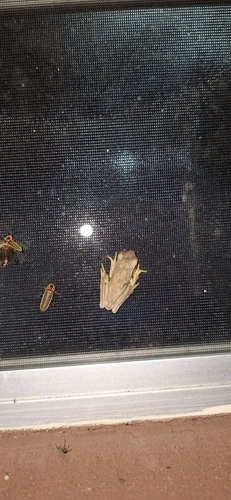 Montevideo Tree Frog