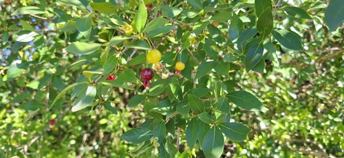 Surinam cherry