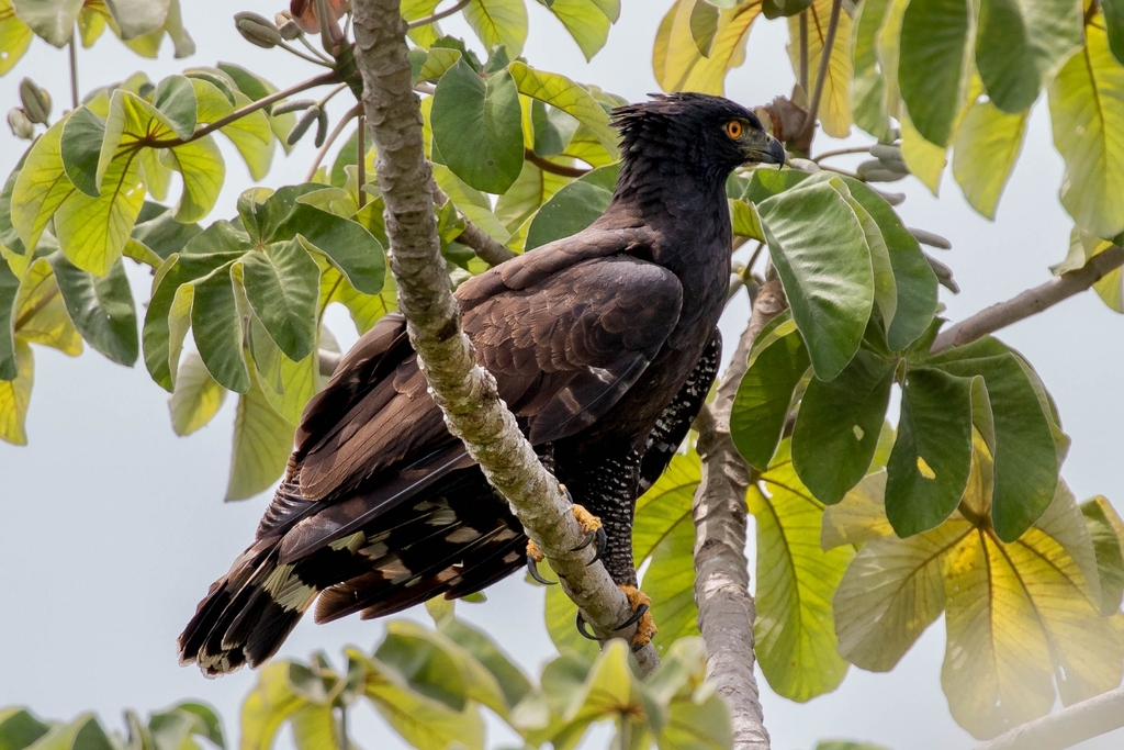 Black Hawk-Eagle (Spizaetus tyrannus) photo
