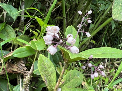 Wallenia yunquensis