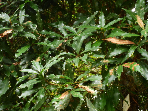 xalapa oak