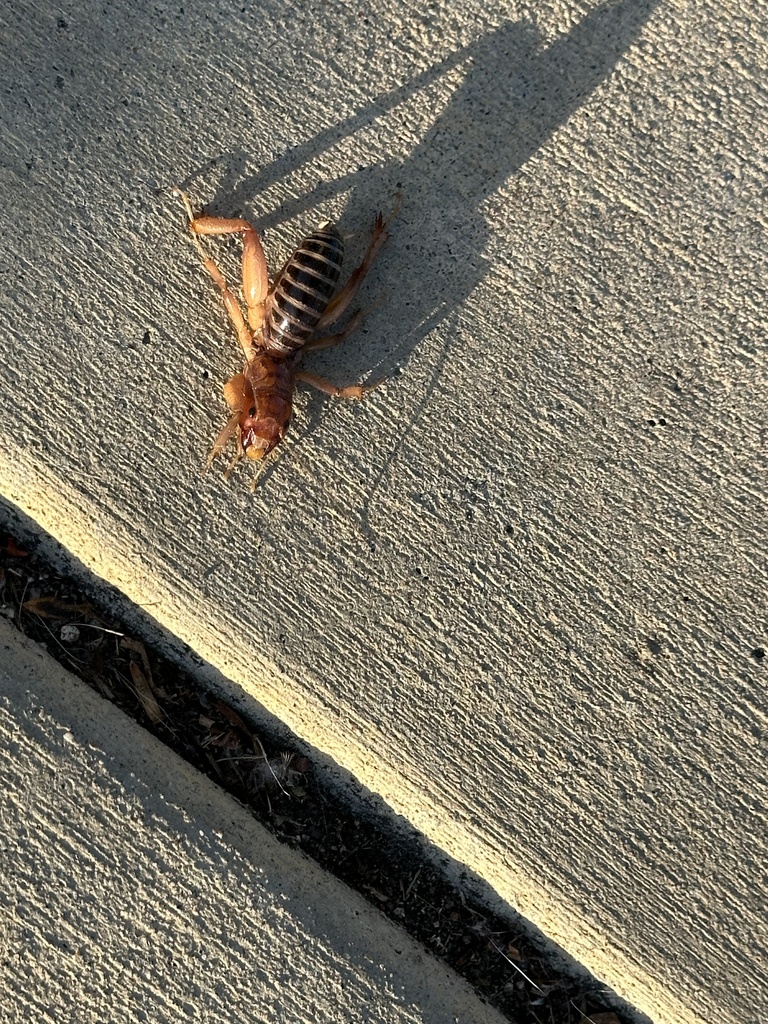 North American Jerusalem Crickets from Montezuma Rd, San Diego, CA, US