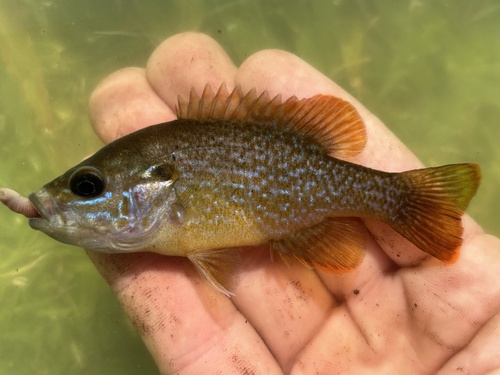 Green Sunfish