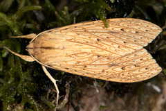 Image of Leucanopsis aurantiaca